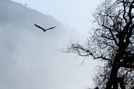 Bald eagle soaring