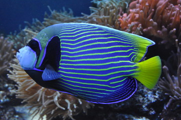 Fototapeta na wymiar Exotic fish