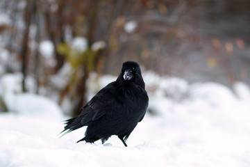 Raven with snow on his beak