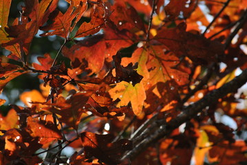 Fall Leaves