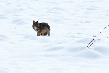 Coyote hunting in the snow