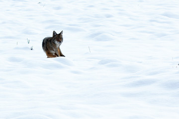 Coyote hunting in the snow