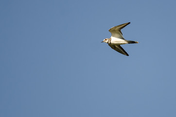 Lone Killdeer Flying in a Blue Sky