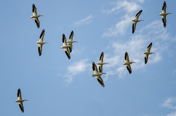 Flock of American White Pelicans Flying in a Blue Sky