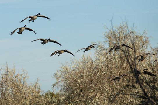 Flock of Canada Geese Coming in for a Landing in the Marsh