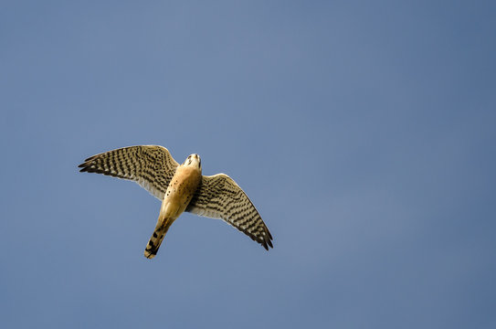 American Kestrel Flying In A Blue Sky