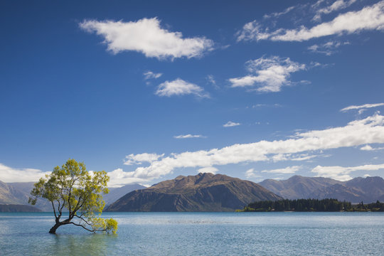 New Zealand, South Island, Otago, Wanaka, Lake Wanaka, solitary tree