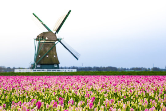 Windmills and tulip fields full of flowers in Netherland