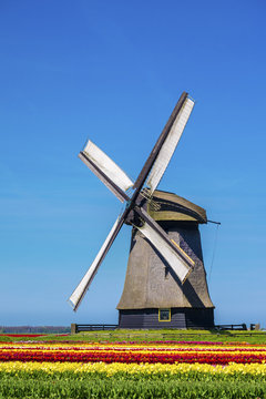 Netherlands, North Holland, Schermerhorn. Windmill, polder mill from Schermerhorn group, with colorful tulip field in early spring.