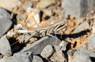 Gottesanbeterin zwischen Steinen