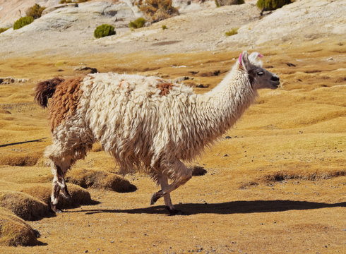 Bolivia, Potosi Departmant, Nor Lipez Province, Llama in Valle de las Rocas.