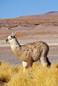 Bolivia, Potosi Departmant, Sur Lipez Province, Eduardo Avaroa Andean Fauna National Reserve, Alpaca and Jarava Ichu Grass on the shore of the Laguna Colorada.
