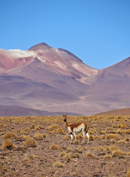 Bolivia, Potosi Departmant, Sur Lipez Province, Vicuna(Vicugna vicugna) in the Eduardo Avaroa Andean Fauna National Reserve.