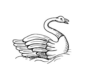 Hand-drawn sketch of swan