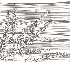 Lavender flowers on wood background. Hand drawn engraving vintage illustration