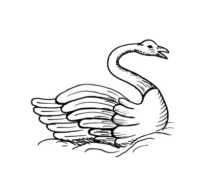 Hand-drawn sketch of swan