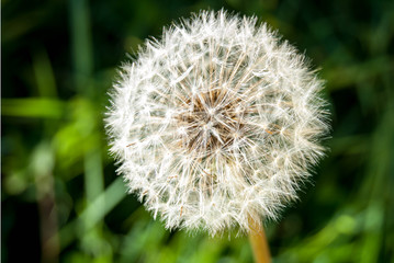 Dandilion