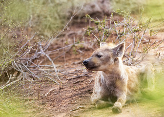 Hyena in Kruger Park With Blurred Greenery