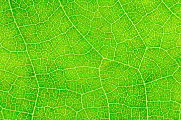 Leaf texture, leaf background for design with copy space for text or image. Leaf motifs that occurs natural.