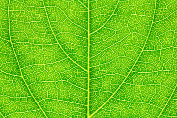 Leaf texture, leaf background for design with copy space for text or image. Leaf motifs that occurs natural.