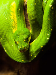 Green tree python, Morelia viridis. rain forest snake hanging on the branch