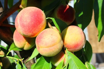 Peaches