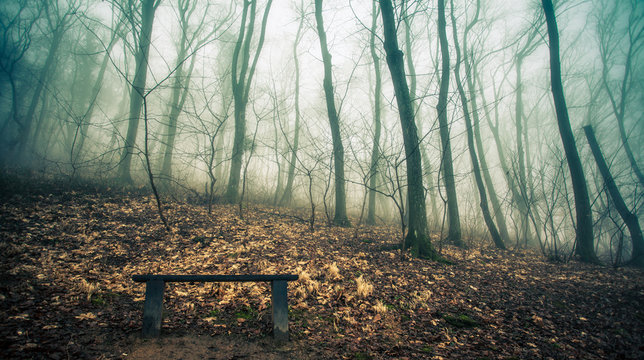 Fototapeta Forest  Bench in  the mist
