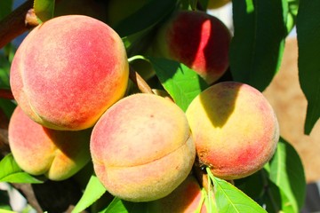 Peaches