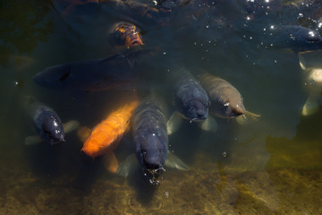 big koi fish at park 