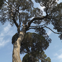 A tree in the Imperial Garden at the Forbidden City, Buijing