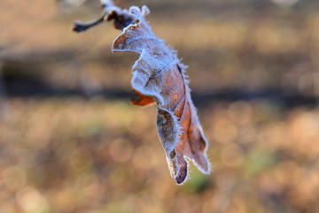 gefrorenes trockenes eichenblatt