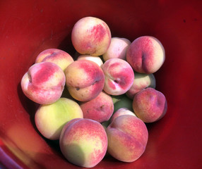 Juicy fresh peaches in a reddish bucket at farm