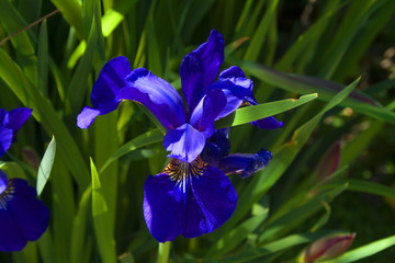 Iris Flower