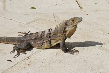 Wild iguana in the sun in Costa Rica