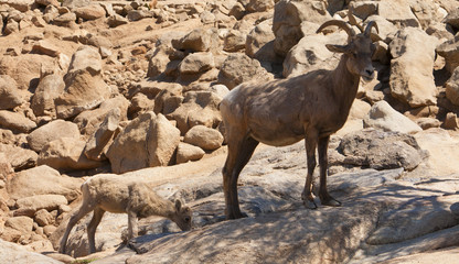 Ibex