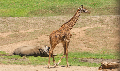 Giraffe