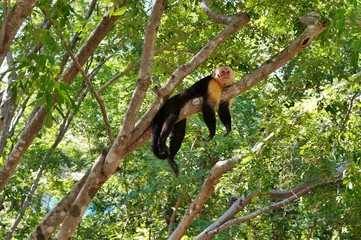 A white faced capuchin monkey in the wild in Costa Rica