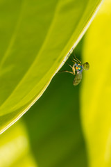 Macro of a bug on a leaf - Shallow depth of field