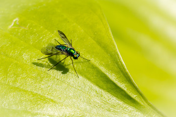 Macro of a bug on a leaf - Shallow depth of field