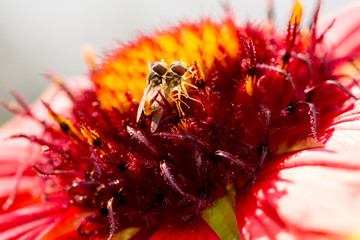 Two insects gathering nectar together - Macro - Shallow depth of field © Martin
