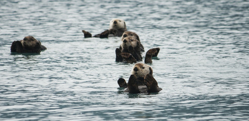 Sea Otter