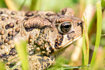 Frog - Macro - Shallow depth of field