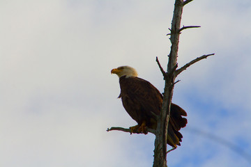 Eagle