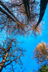 Yellow larch with blue sky in the background in autumn