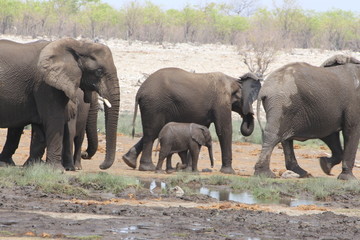 Fototapeta premium Elephant Etosha