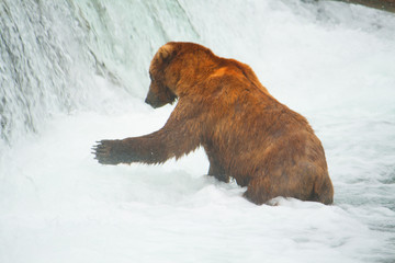 Bear Salmon Fishing