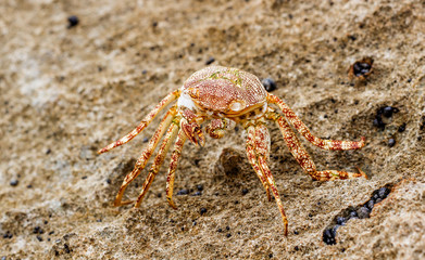 Sea Crab
