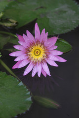 Lila Lotusblüte im Wasser, Thailand