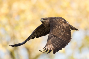 Common Buzzard, Buzzards, Buteo buteo