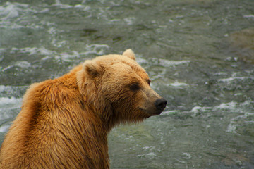 Obraz premium Bear Salmon Fishing